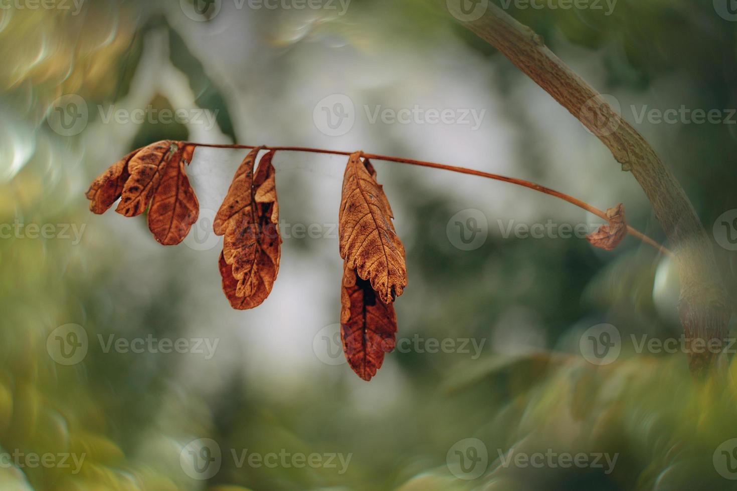 autunno oro Marrone le foglie su un' albero su un' soleggiato giorno con bokeh foto