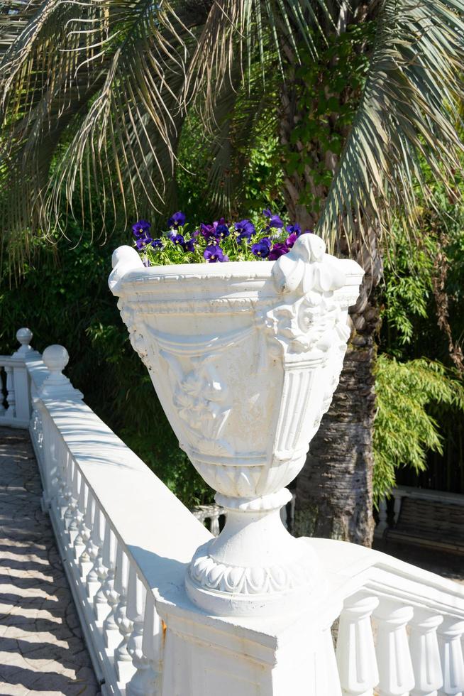 piante in un vaso accanto a un marciapiede di mattoni e alberi in un parco a sochi, russia foto