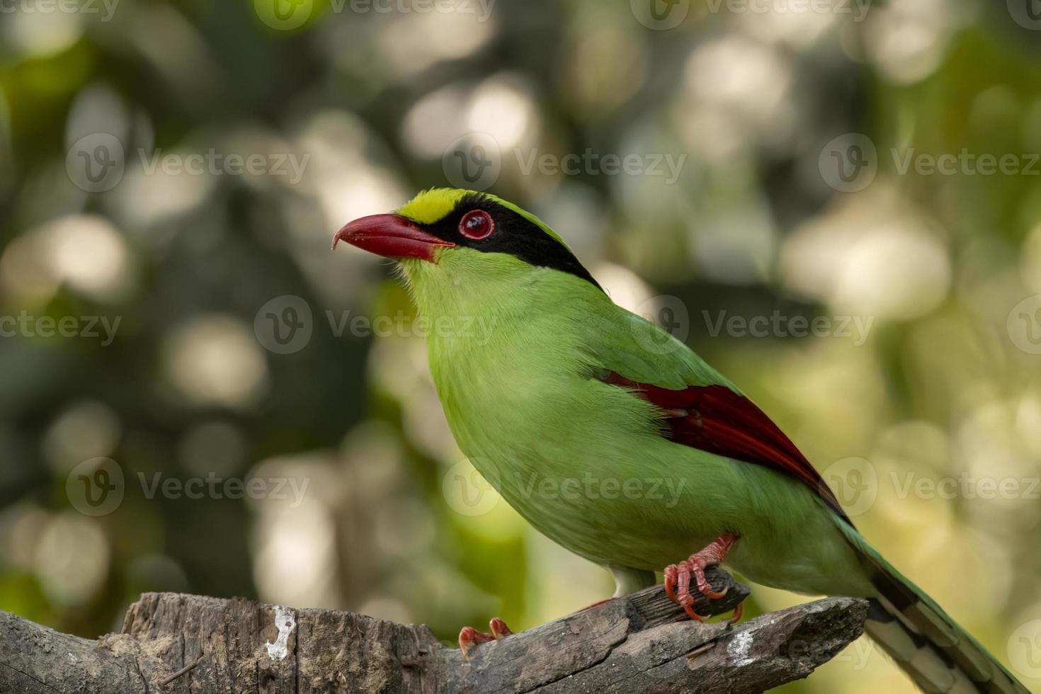 Comune verde gazza o cissa chinensis osservato nel latpanchar nel ovest Bengala, India foto