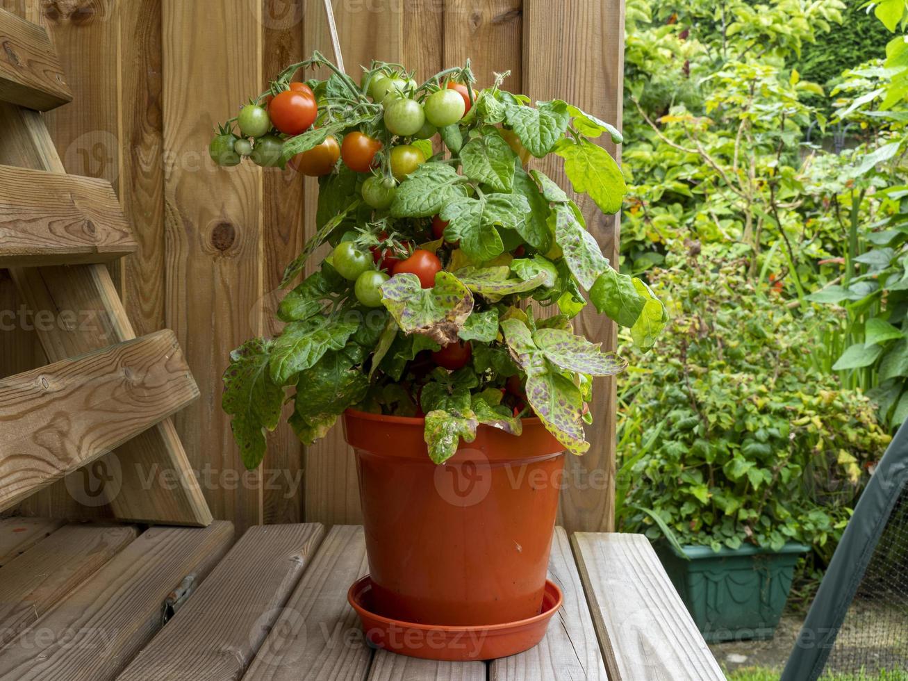 pianta di pomodoro in vaso foto