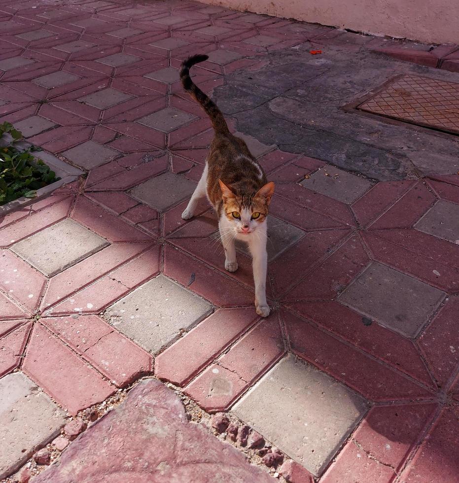 il gatto guardare per qualcosa a piedi su mattoni, marrone gatto ricerca cibo foto