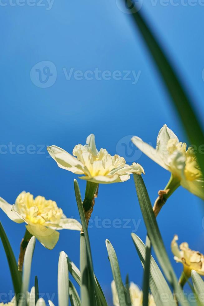 vicino su bianca e giallo giunchiglie nel primavera soleggiato giorno parte inferiore Visualizza, giù punto di sparare foto