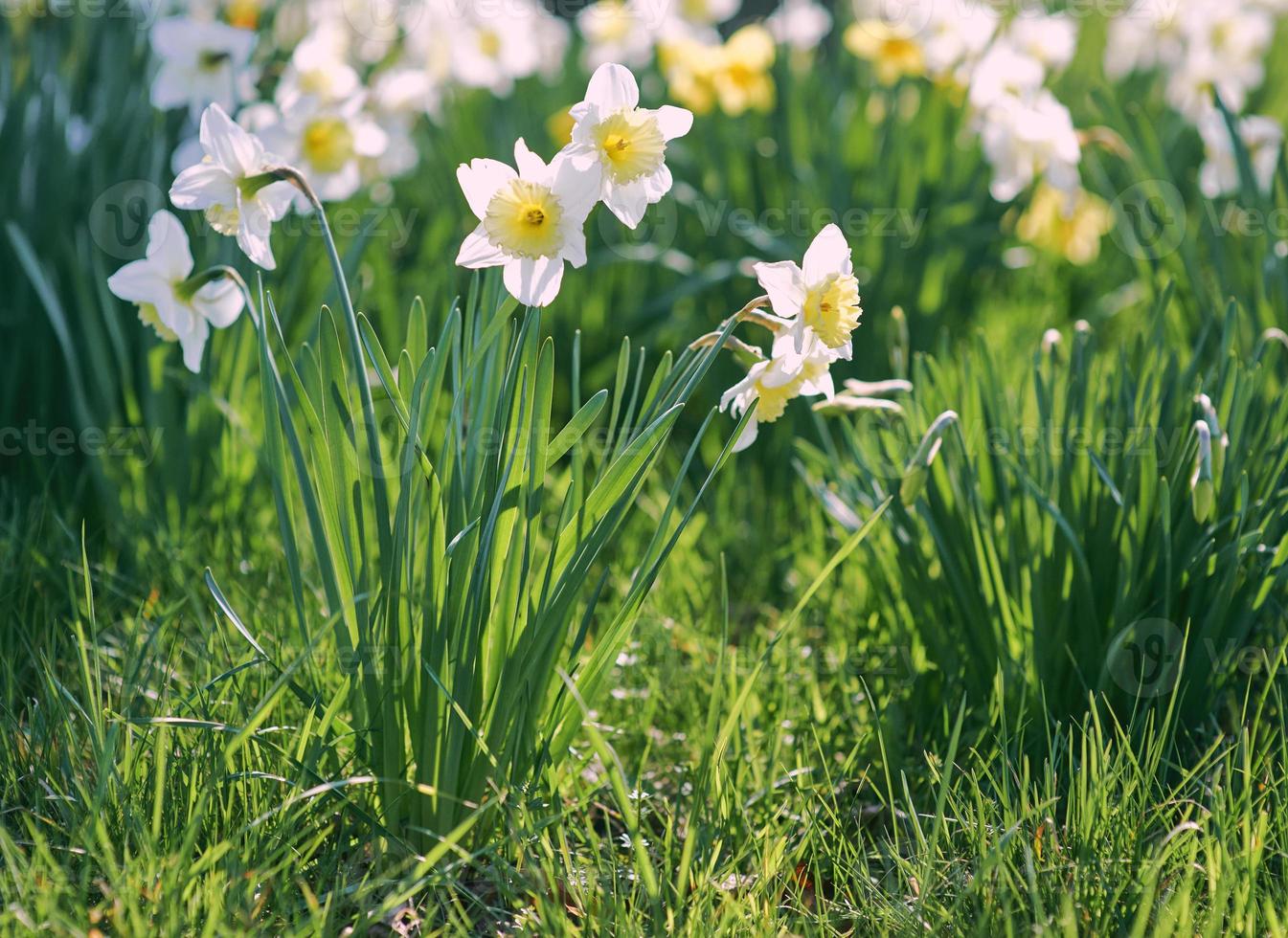 campo di bianca e giallo giunchiglie nel primavera soleggiato giorno foto