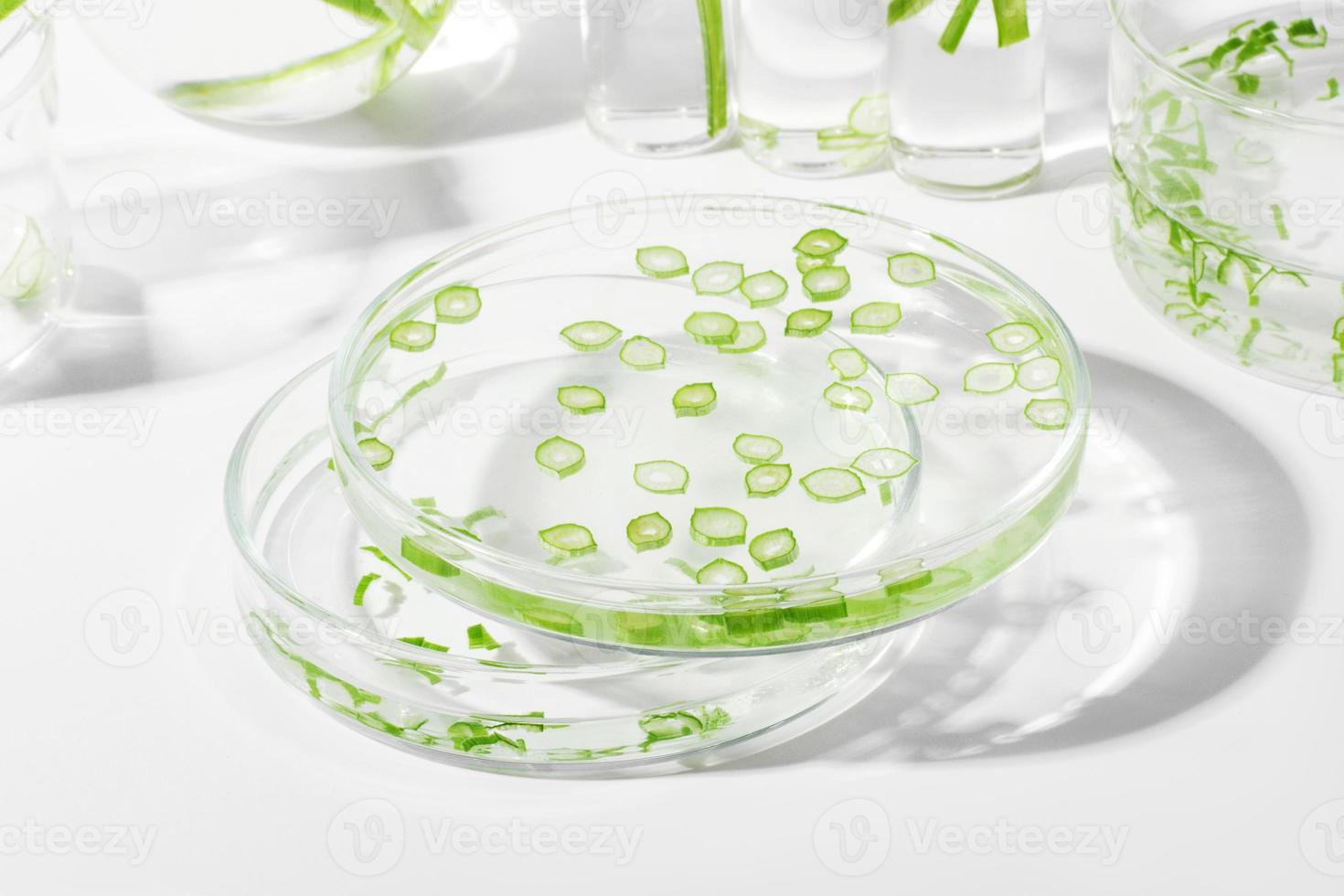 biologico cosmetici, naturale cosmetici, biocarburanti, alghe. naturale verde laboratorio. esperimenti. laboratorio cristalleria e contenitori con verde impianti su un' leggero sfondo. foto