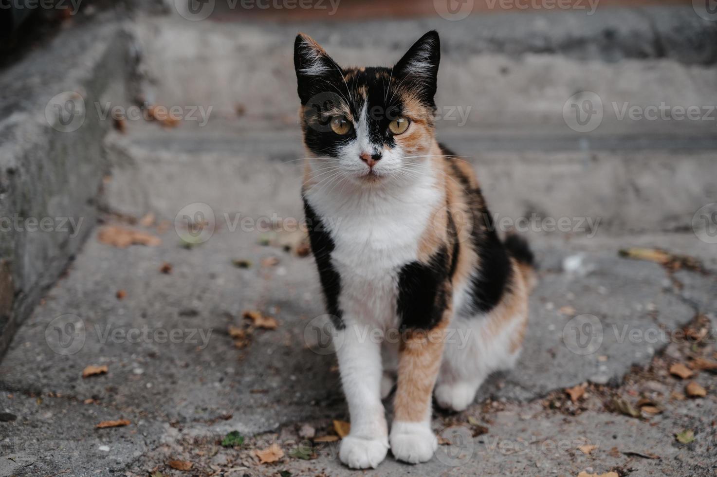 un' macchiato strada gatto dire bugie su il passi. gurzuf gatti foto