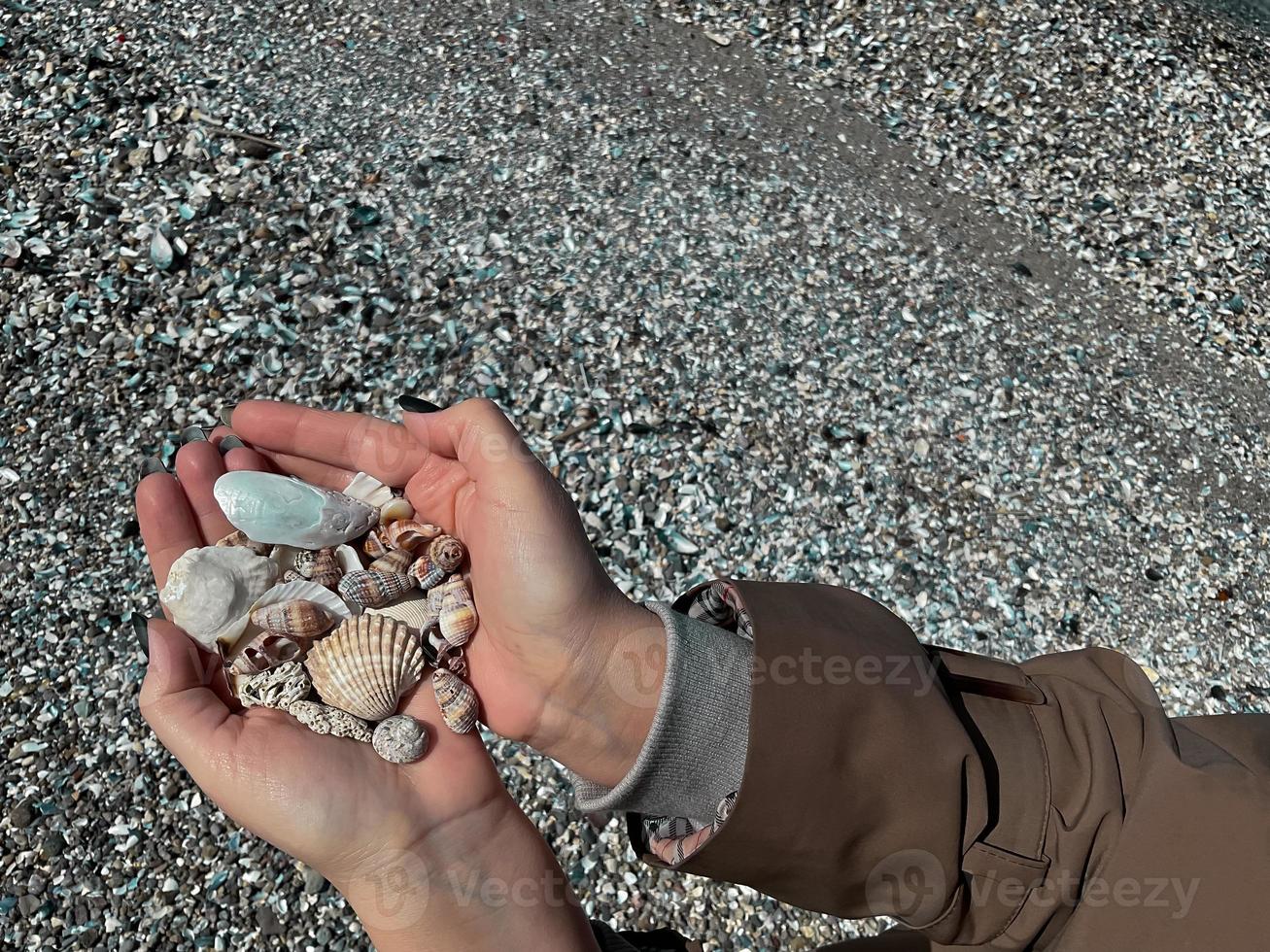 mani raccogliere conchiglie su mare spiaggia. avvicinamento mani foto