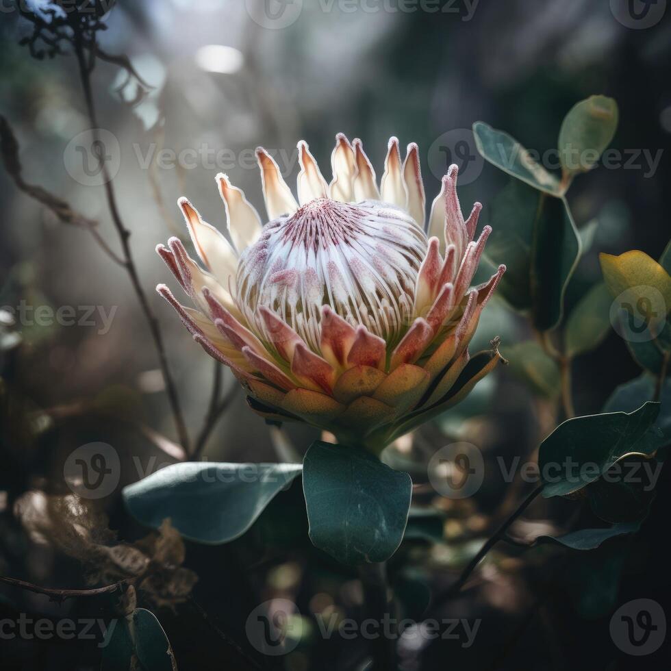 bellissimo fioritura fiore warat flora, protea susara..creato con generativo ai foto