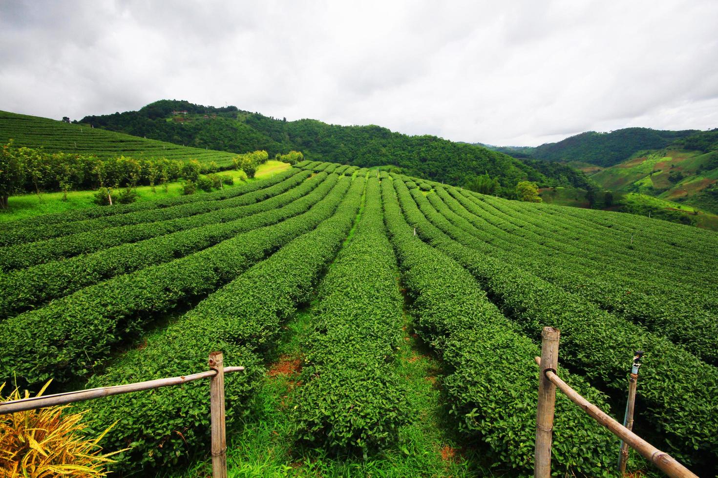 tè piantagione nel Alba su il montagna e foresta nel pioggia stagione è molto bellissimo Visualizza nel Chiang Rai Provincia, Tailandia. foto