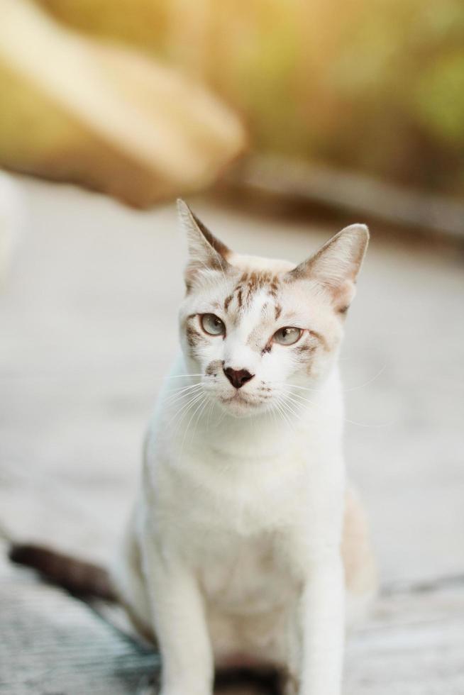 grigio a strisce gatto godere con bellissimo fiori nel giardino foto