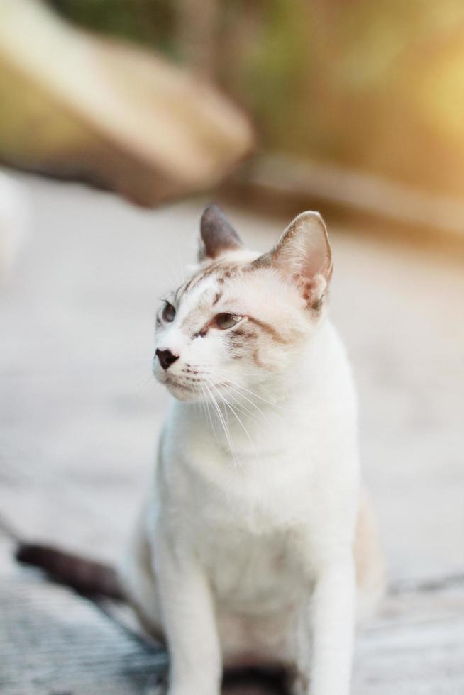 grigio a strisce gatto godere con bellissimo fiori nel giardino foto