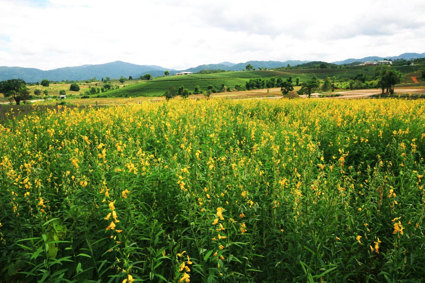 bellissimo giallo sole canapa fiori o crotalaria juncea azienda agricola su il montagna nel thailandia.a genere di legume. foto