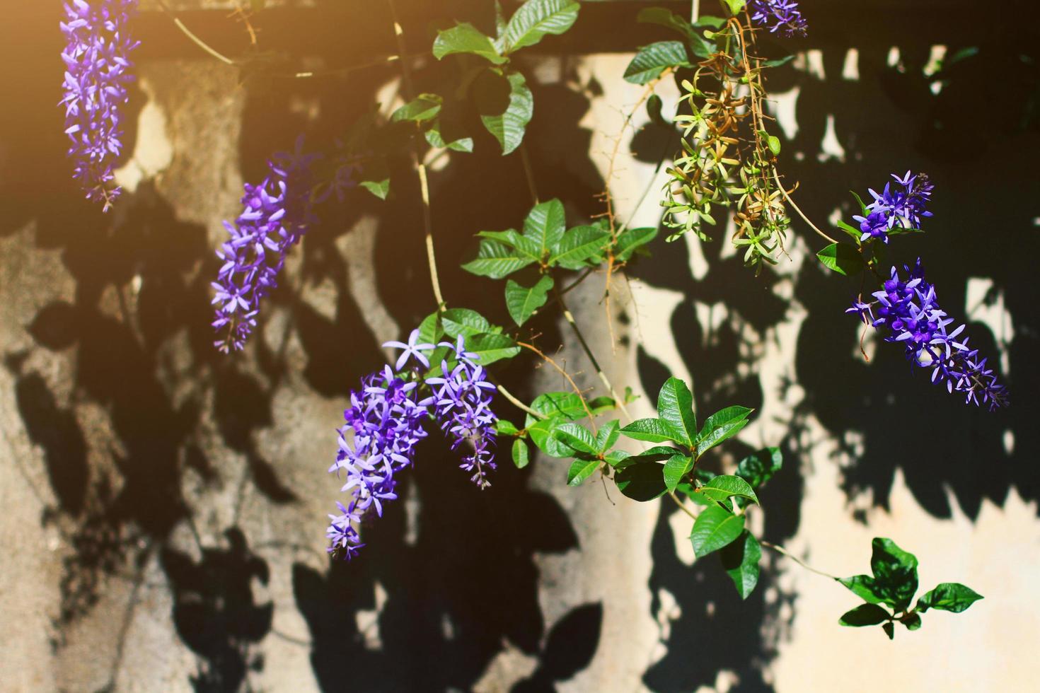 carta vetrata vite o regine ghirlanda, viola ghirlanda fiori nel luce del sole foto