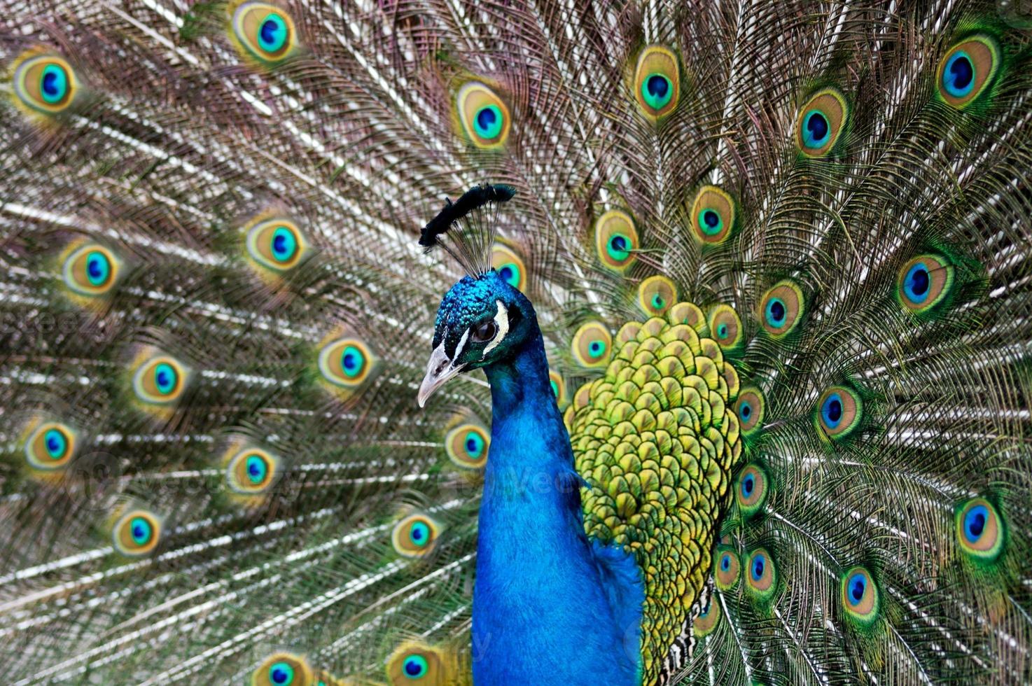 maschio pavone su un' sfondo di colorato piume foto