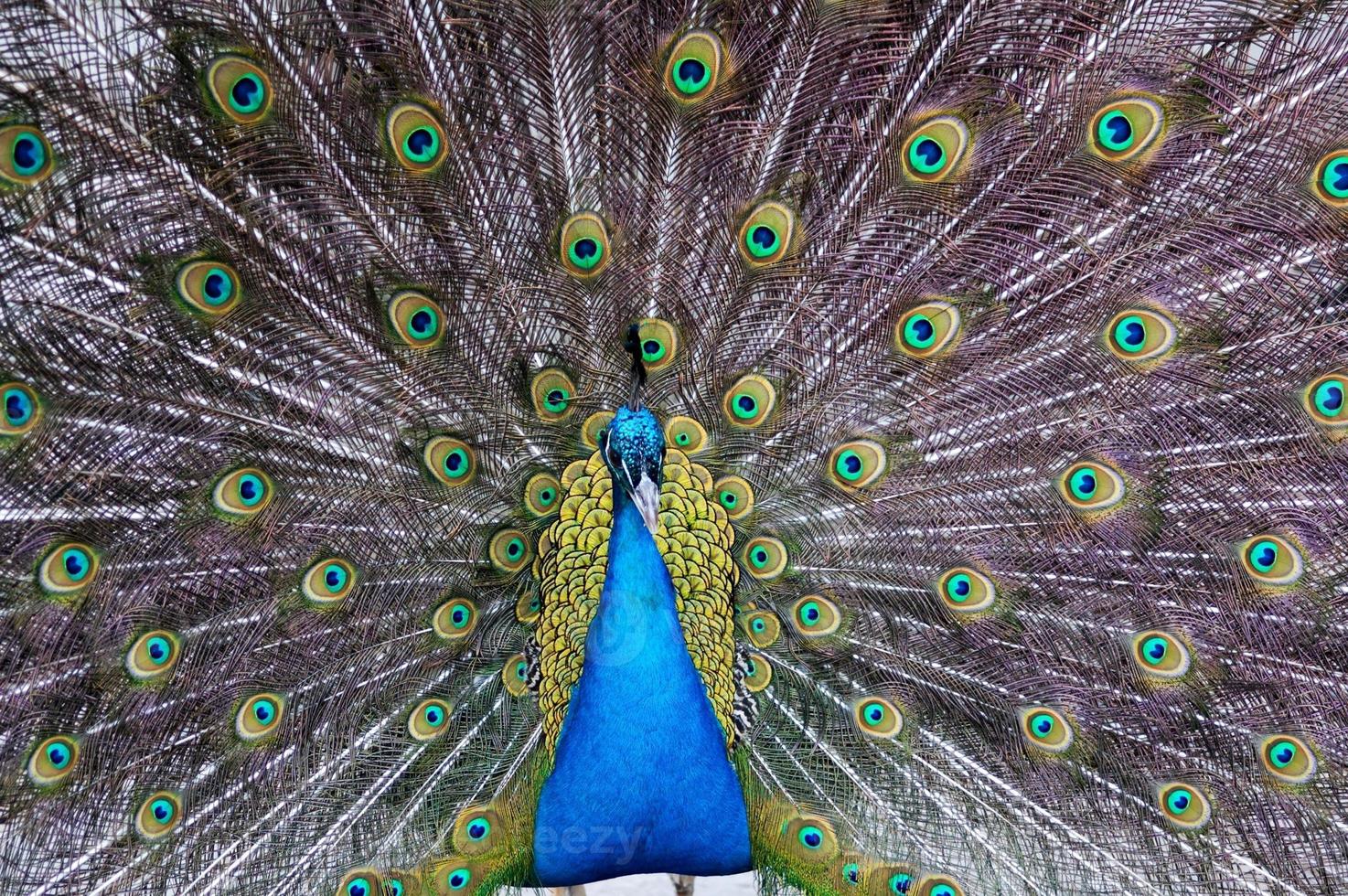 maschio pavone su un' sfondo di colorato piume foto