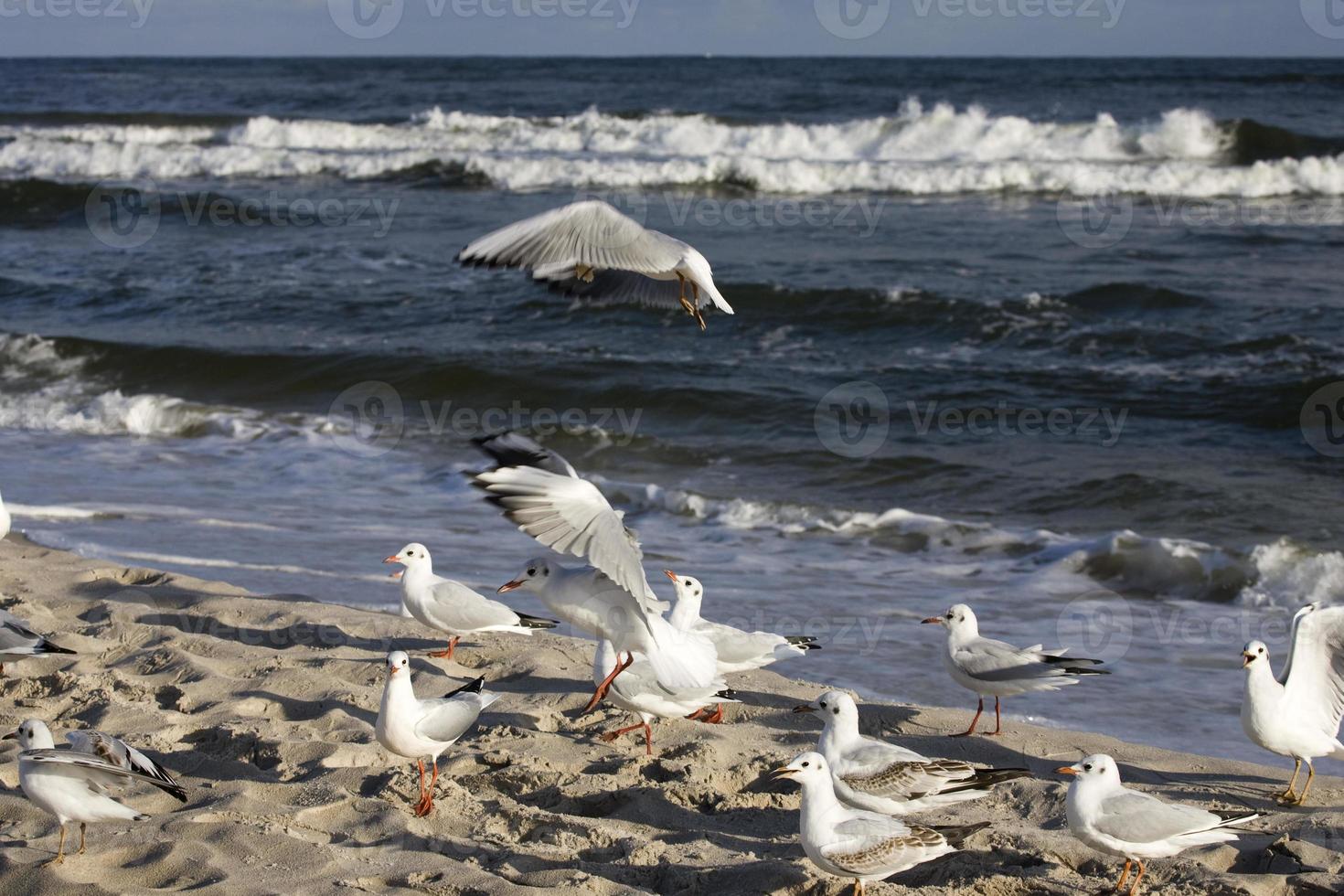 giocando gabbiani su un' primavera spiaggia a il baltico mare foto