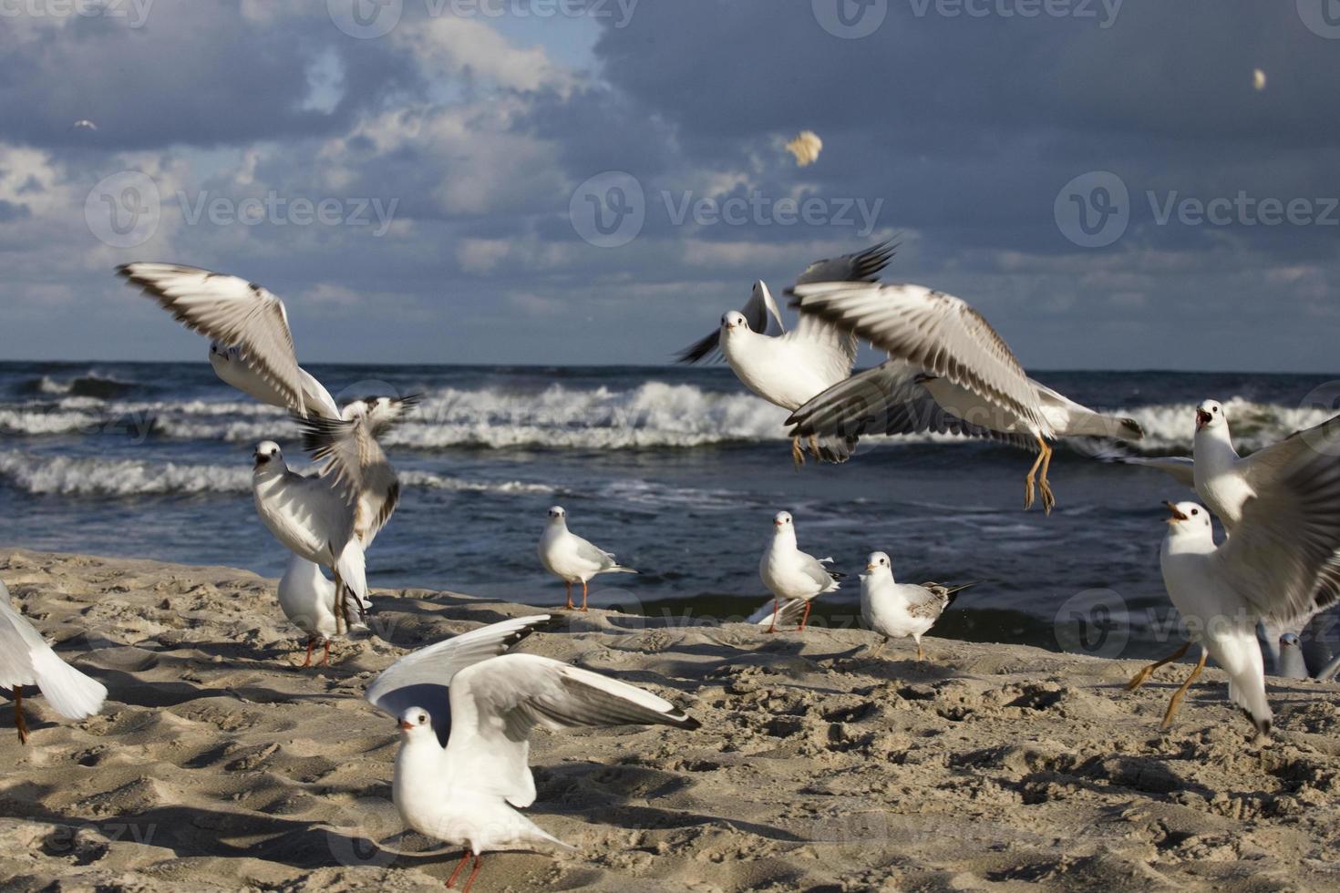 giocando gabbiani su un' primavera spiaggia a il baltico mare foto