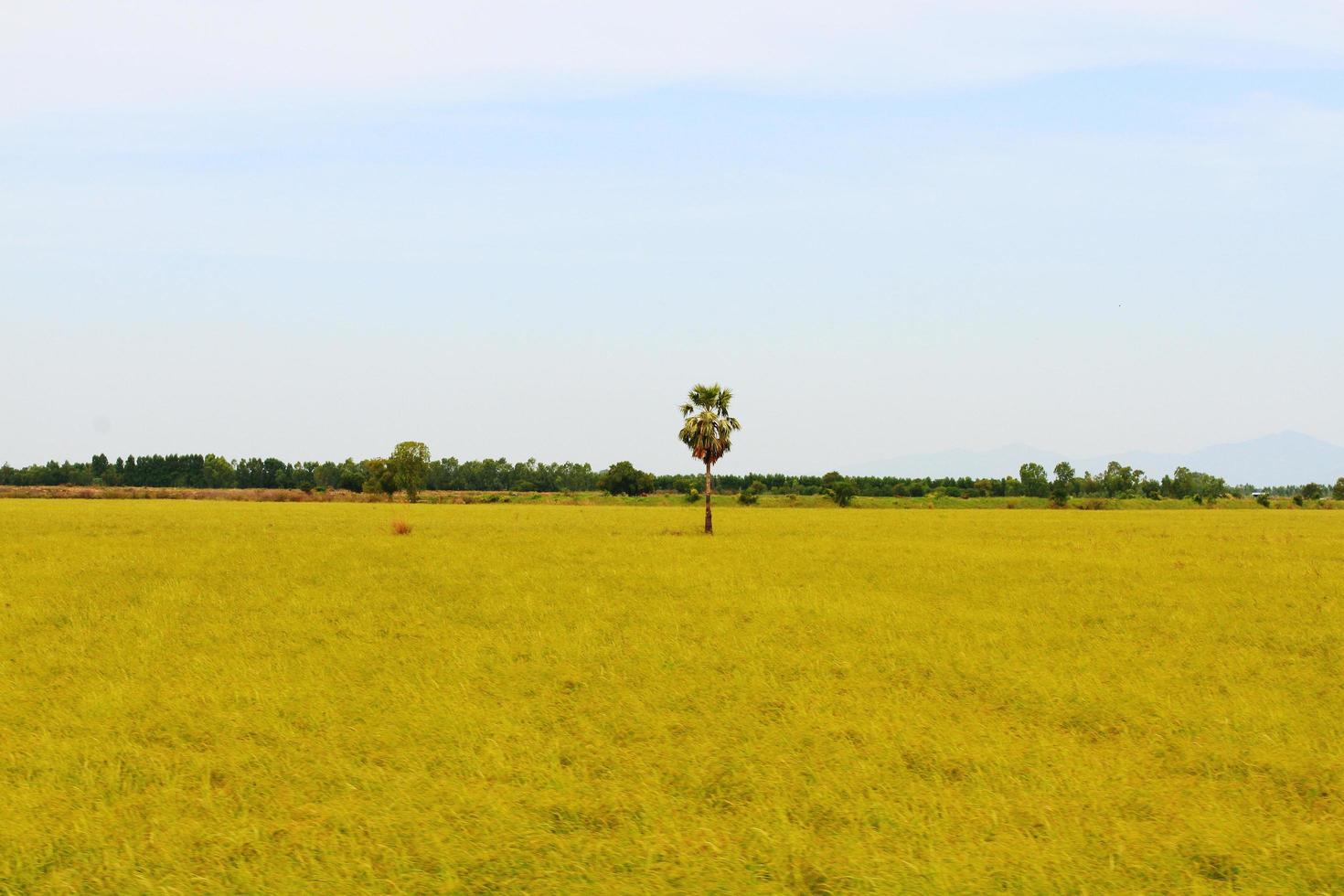 tropicale zucchero palma o toddy palma impianti nel riso campo a Tailandia foto