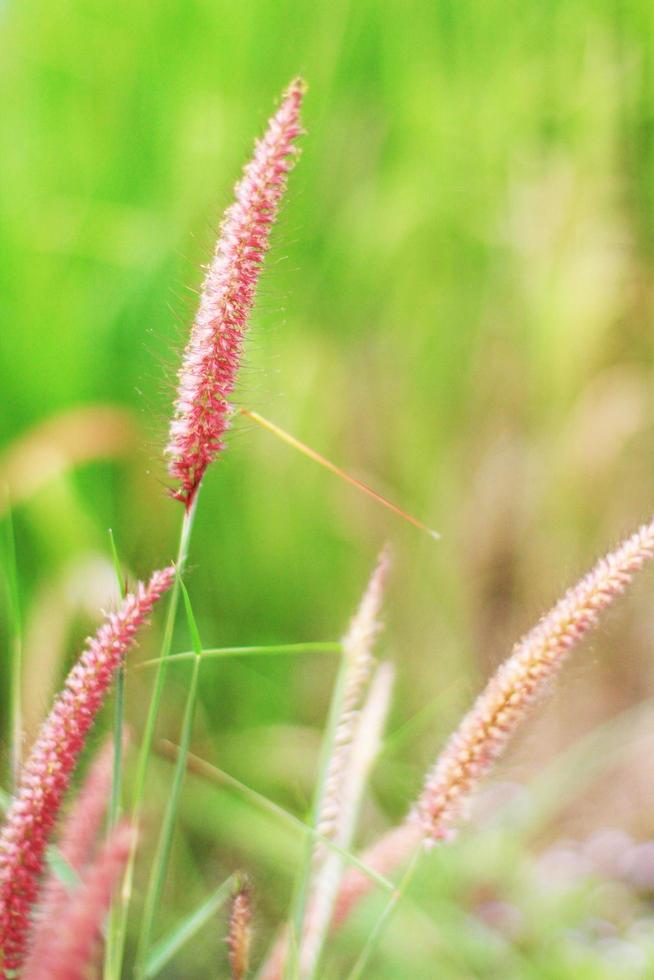 morbido messa a fuoco bellissimo erba fiori nel naturale luce del sole sfondo foto