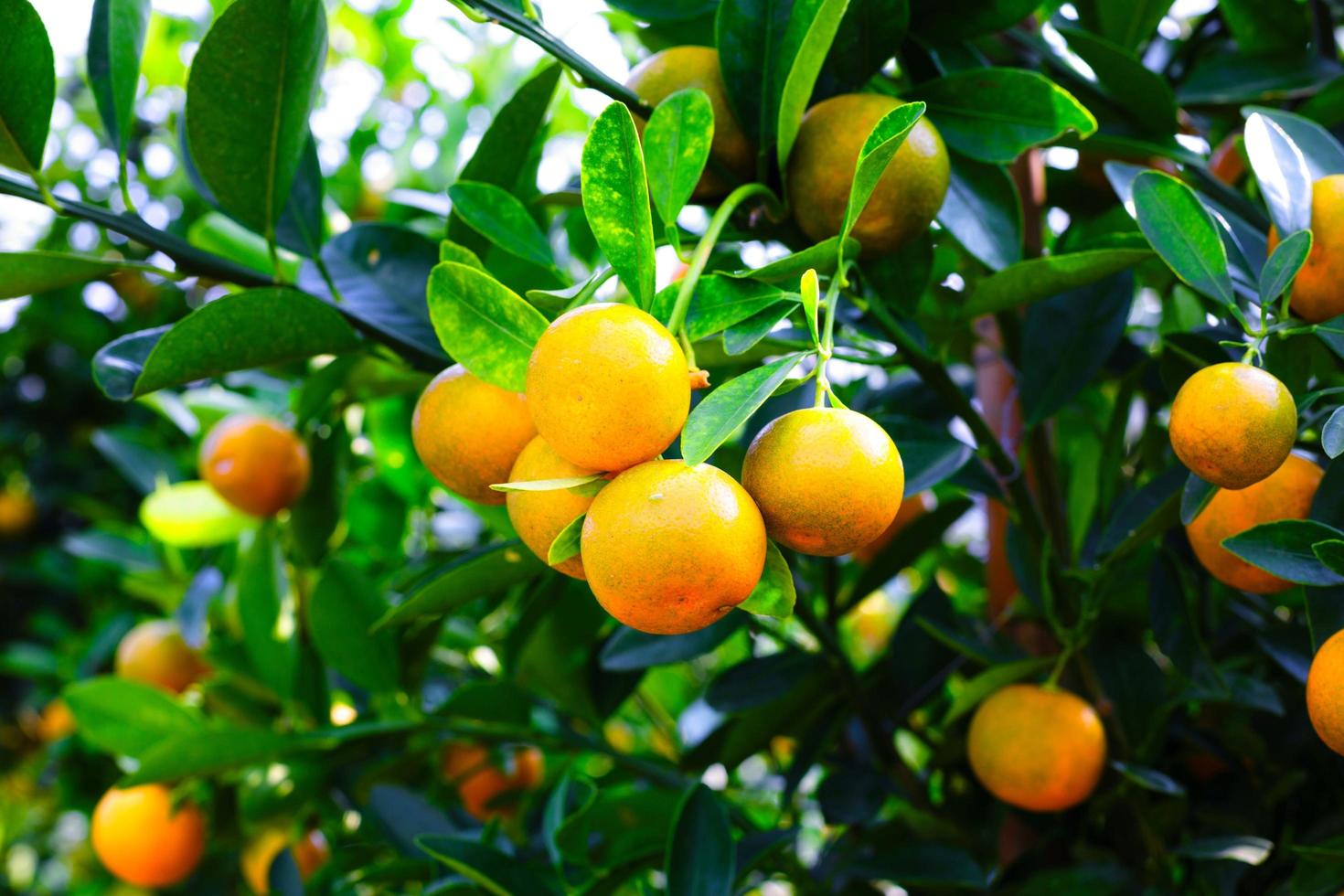 Cinese mandarino frutta foto