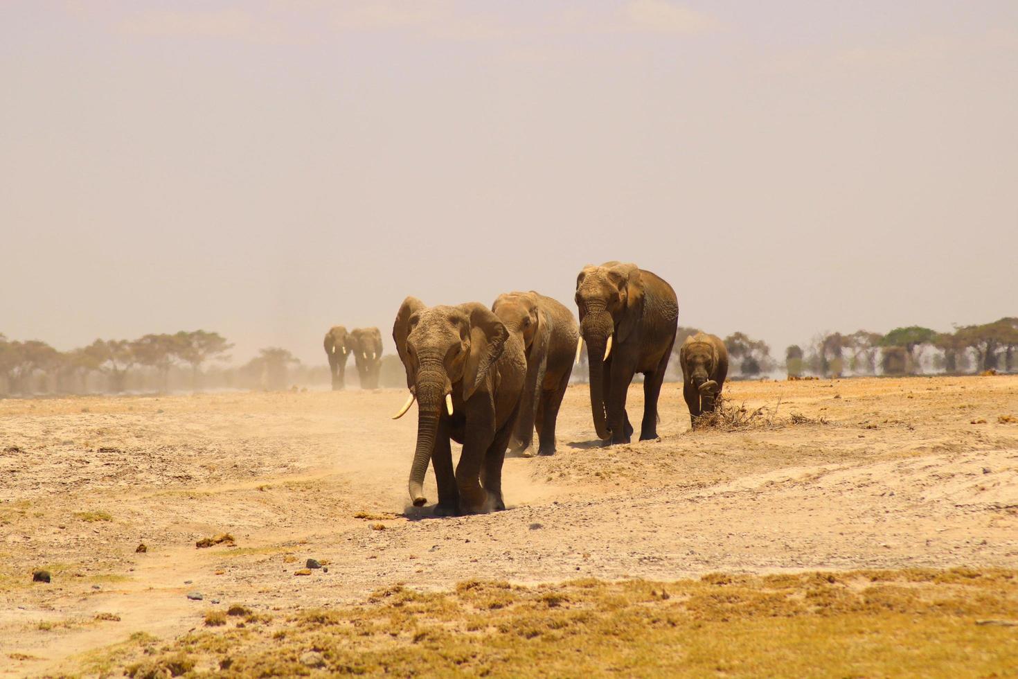 ruvido terra natura 2023 foto