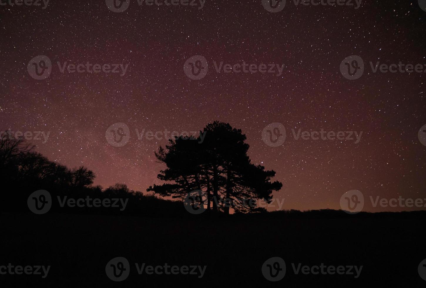 silhouette di albero contro stellato notte cielo foto