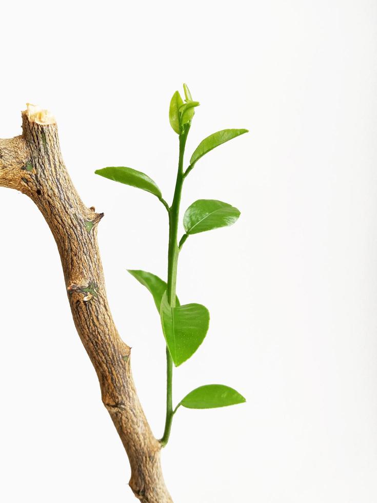 giovane verde ramo su un' albero su un' bianca sfondo foto