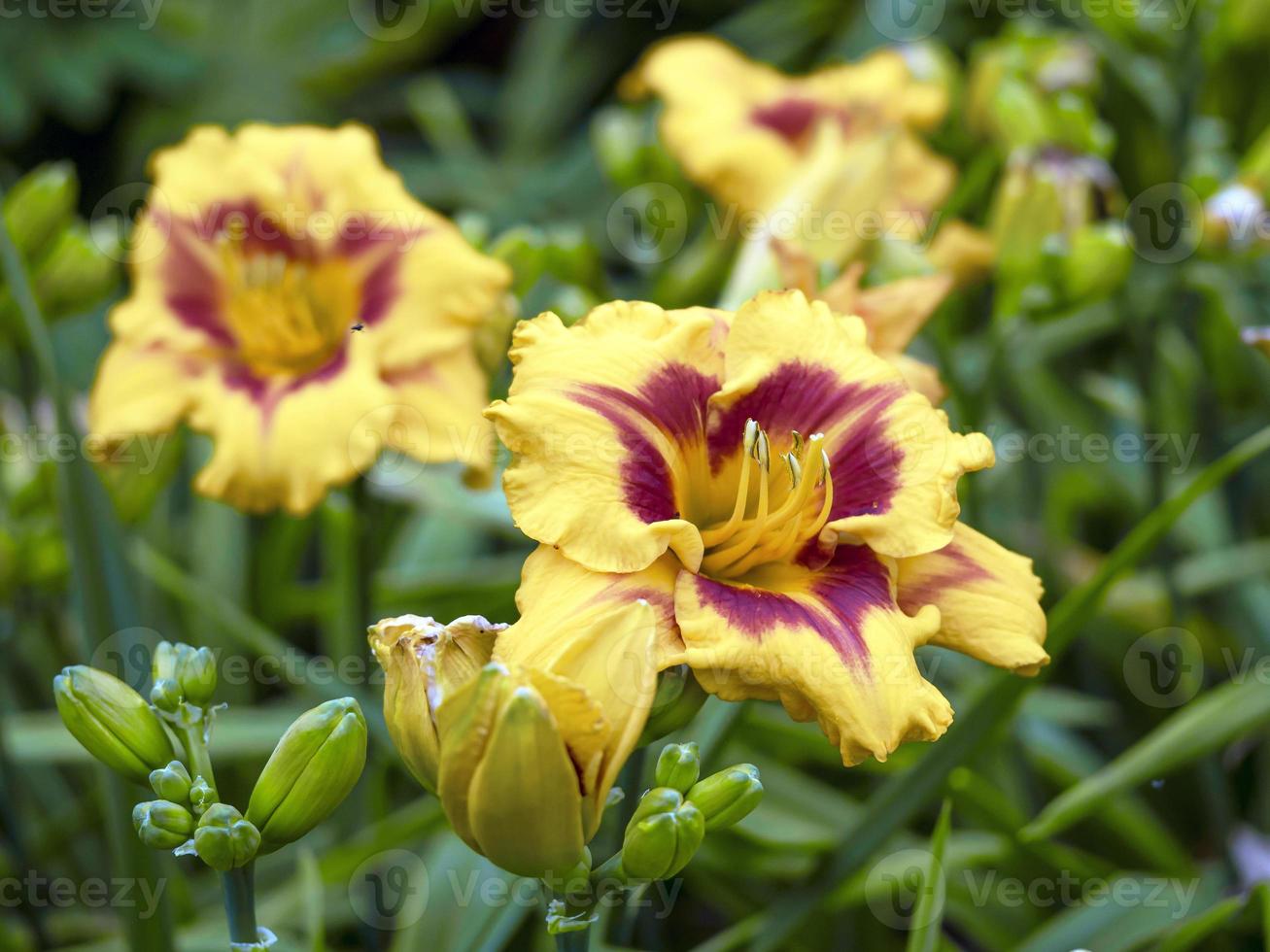 daylilies gialli e viola foto