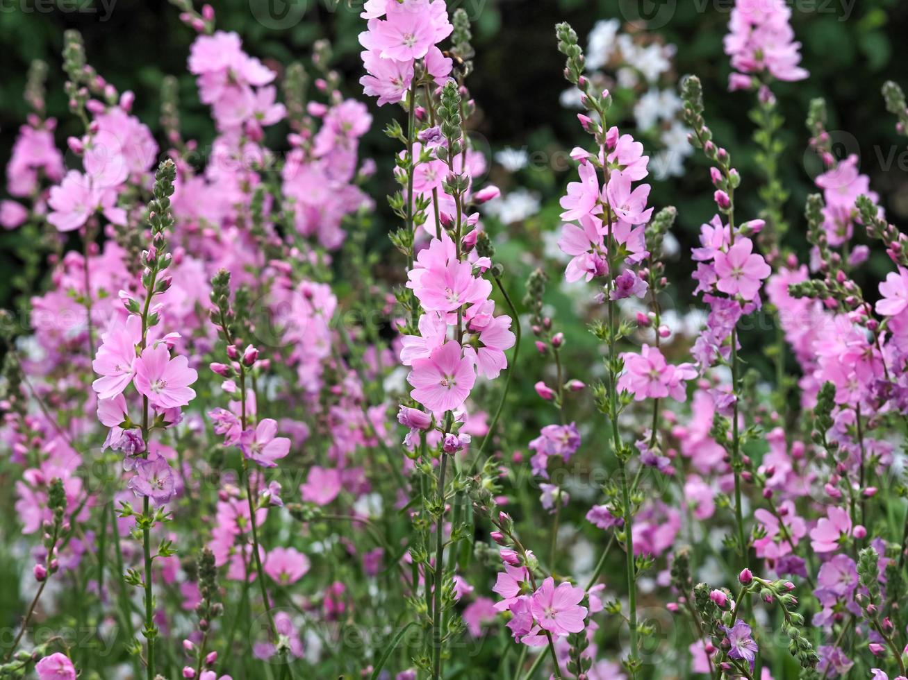 fiori rosa della prateria foto