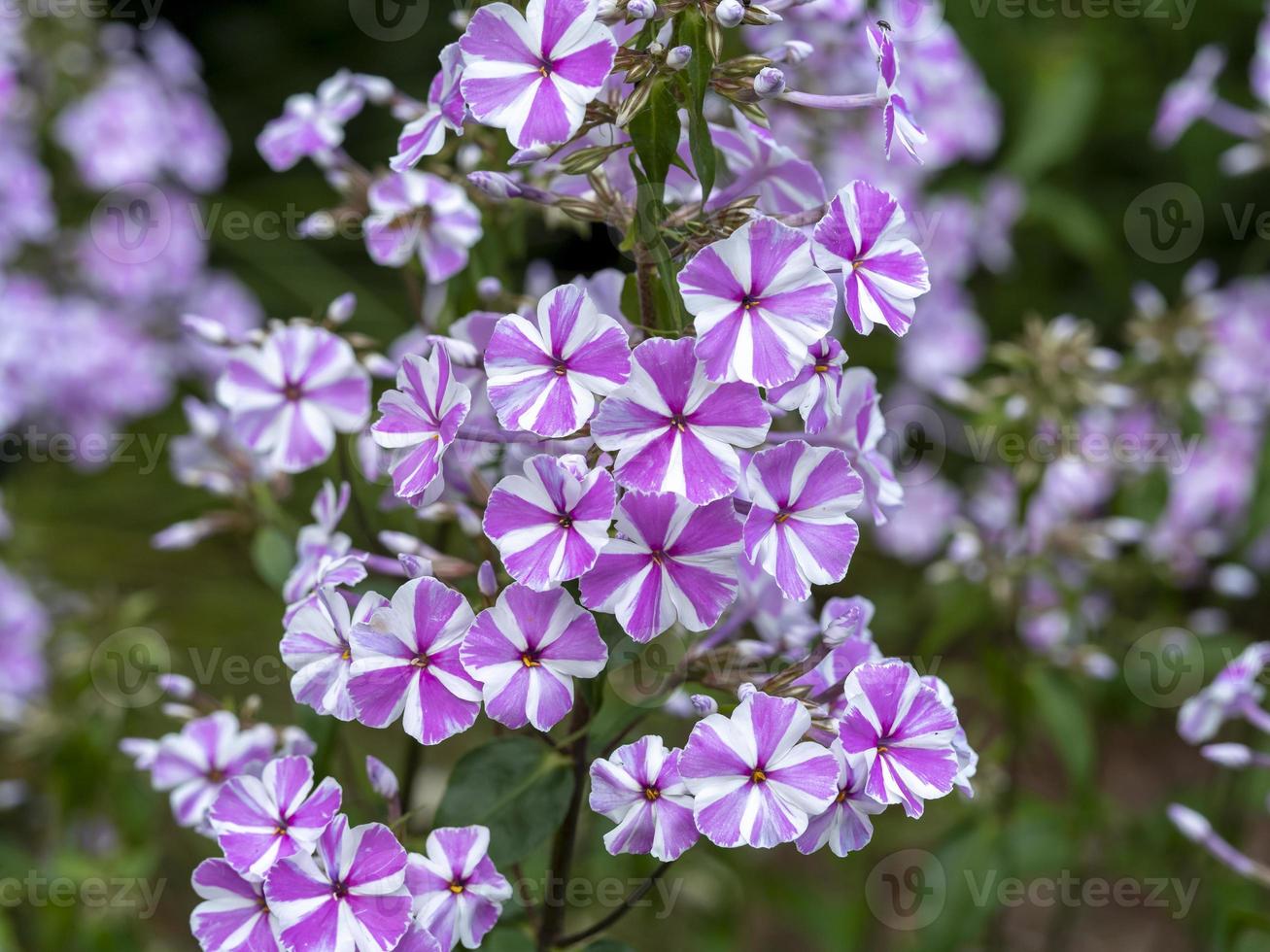 fiori di phlox a strisce rosa foto