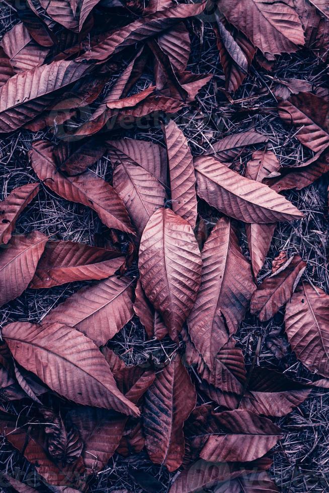 Marrone e rosso asciutto le foglie nel il terra nel autunno stagione foto