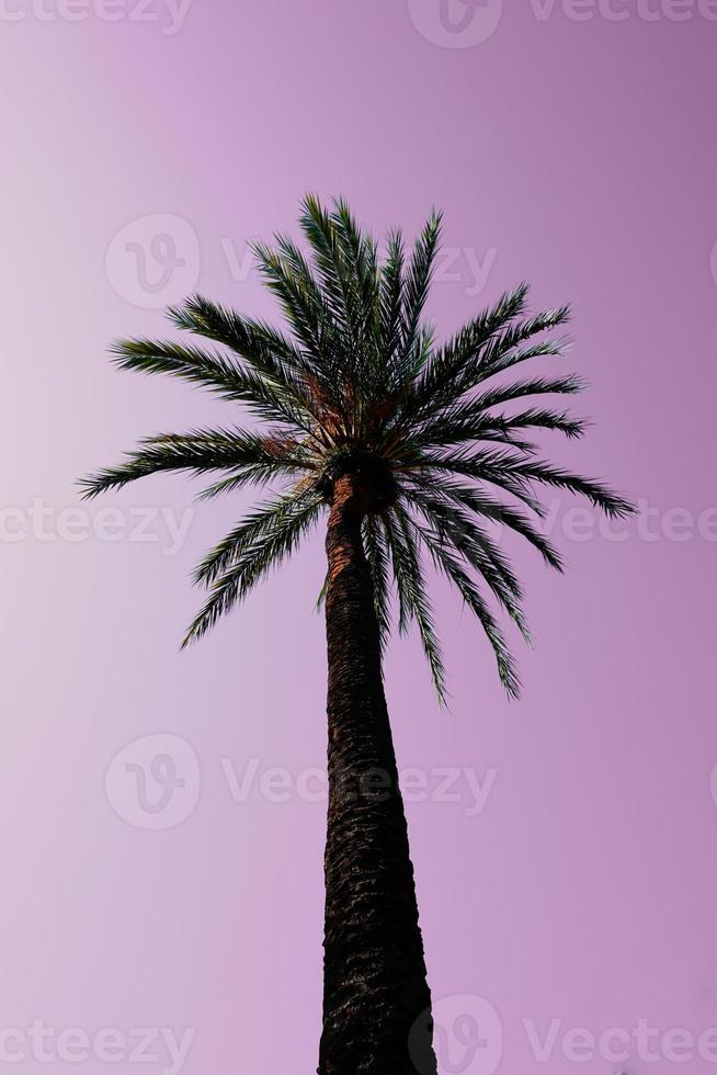 palma alberi con tramonto un' bellissimo tramonto sfondo foto