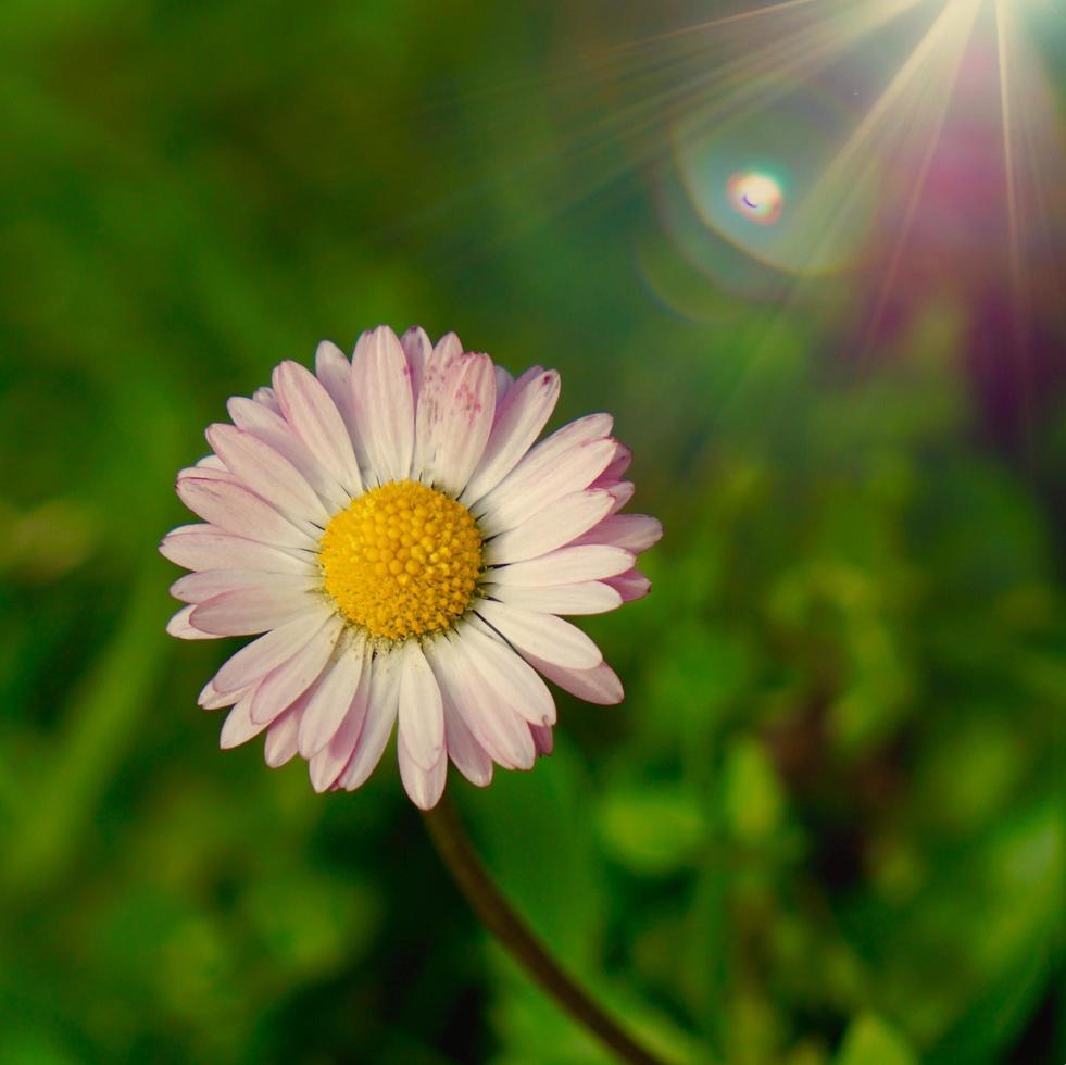 bellissimo fiore margherita nella stagione primaverile foto