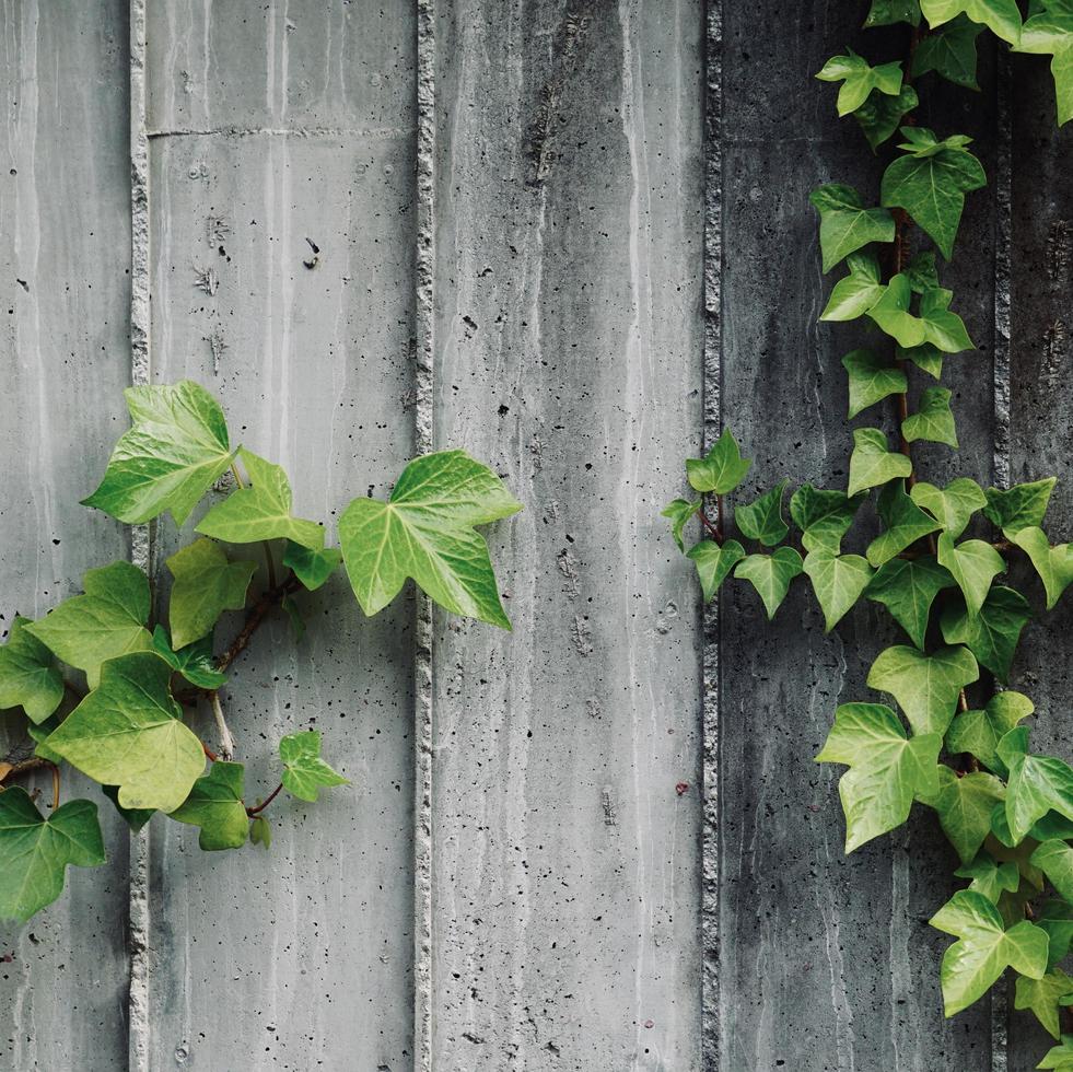 foglie verdi sul muro grigio nella stagione primaverile foto