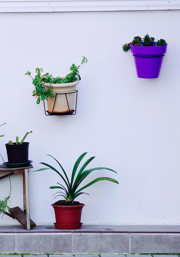 belle piante per strada foto