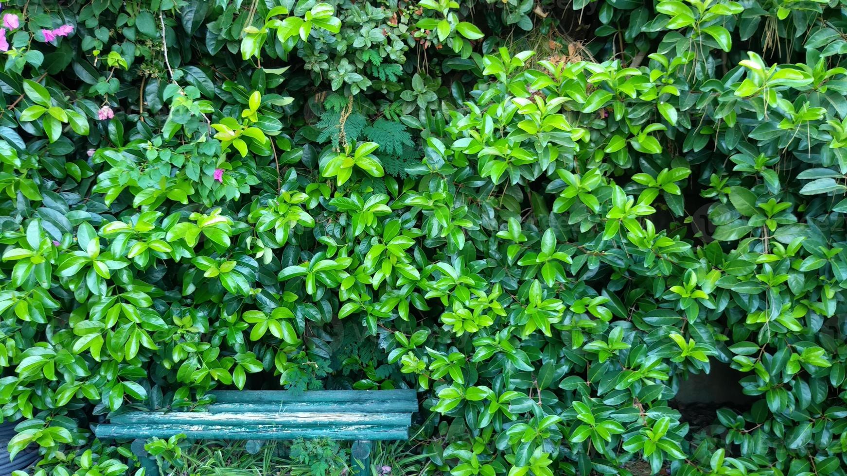 sfondo di verde foglie, struttura, concetto di foreste e ambientale protezione foto