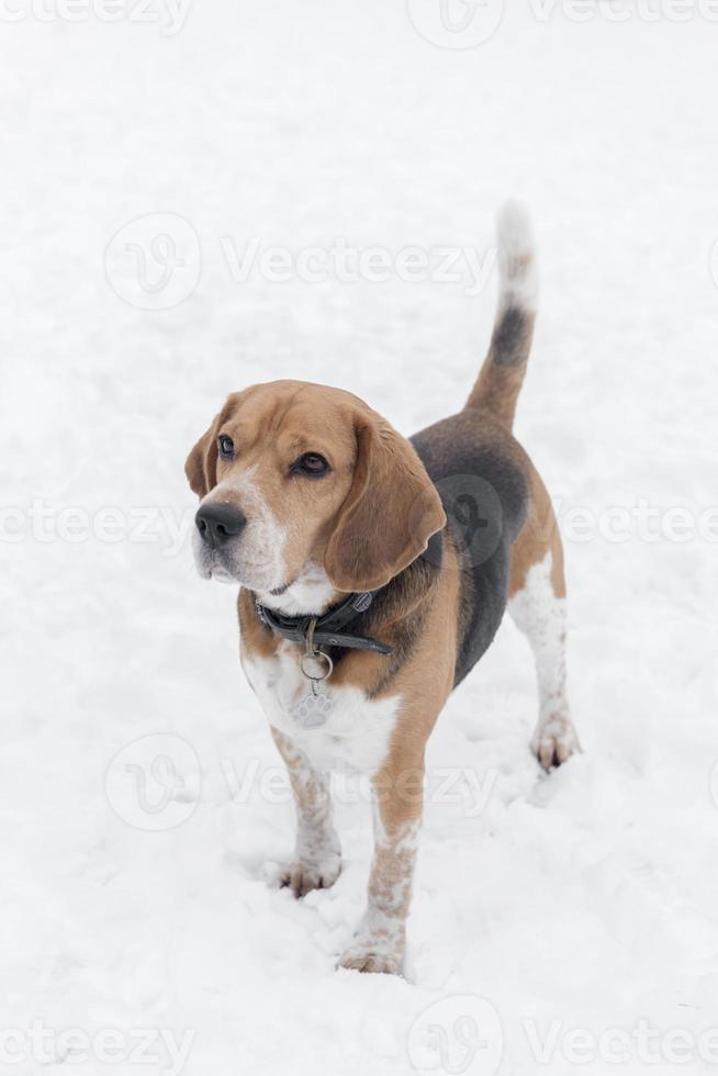 beagle cane nel il neve foto