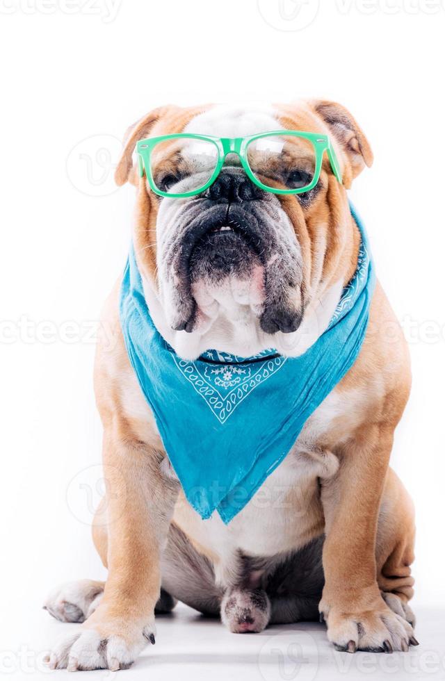 inteligente guardare inglese Bulldogs foto