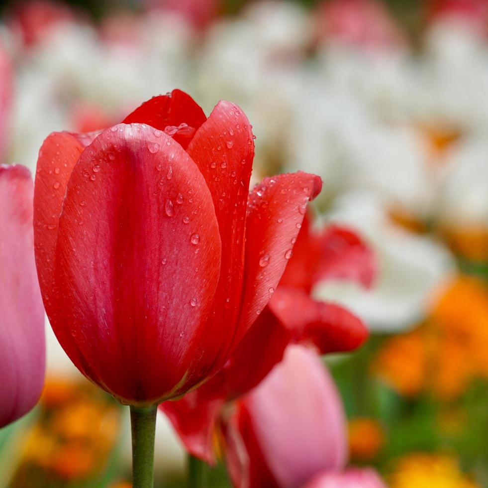 tulipani rosa e rossi in giardino nella stagione primaverile foto