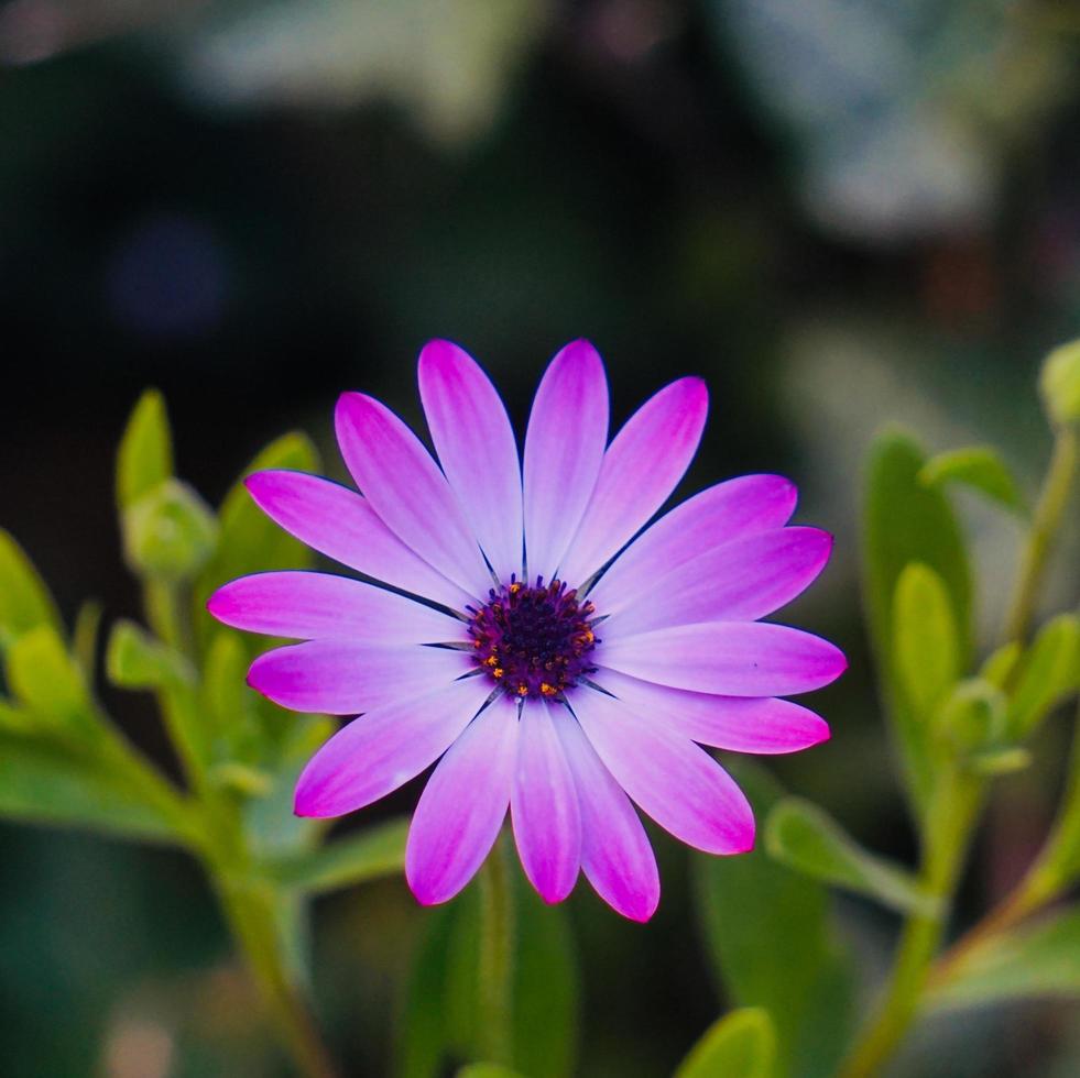 bellissimo fiore rosa pianta in giardino in primavera foto