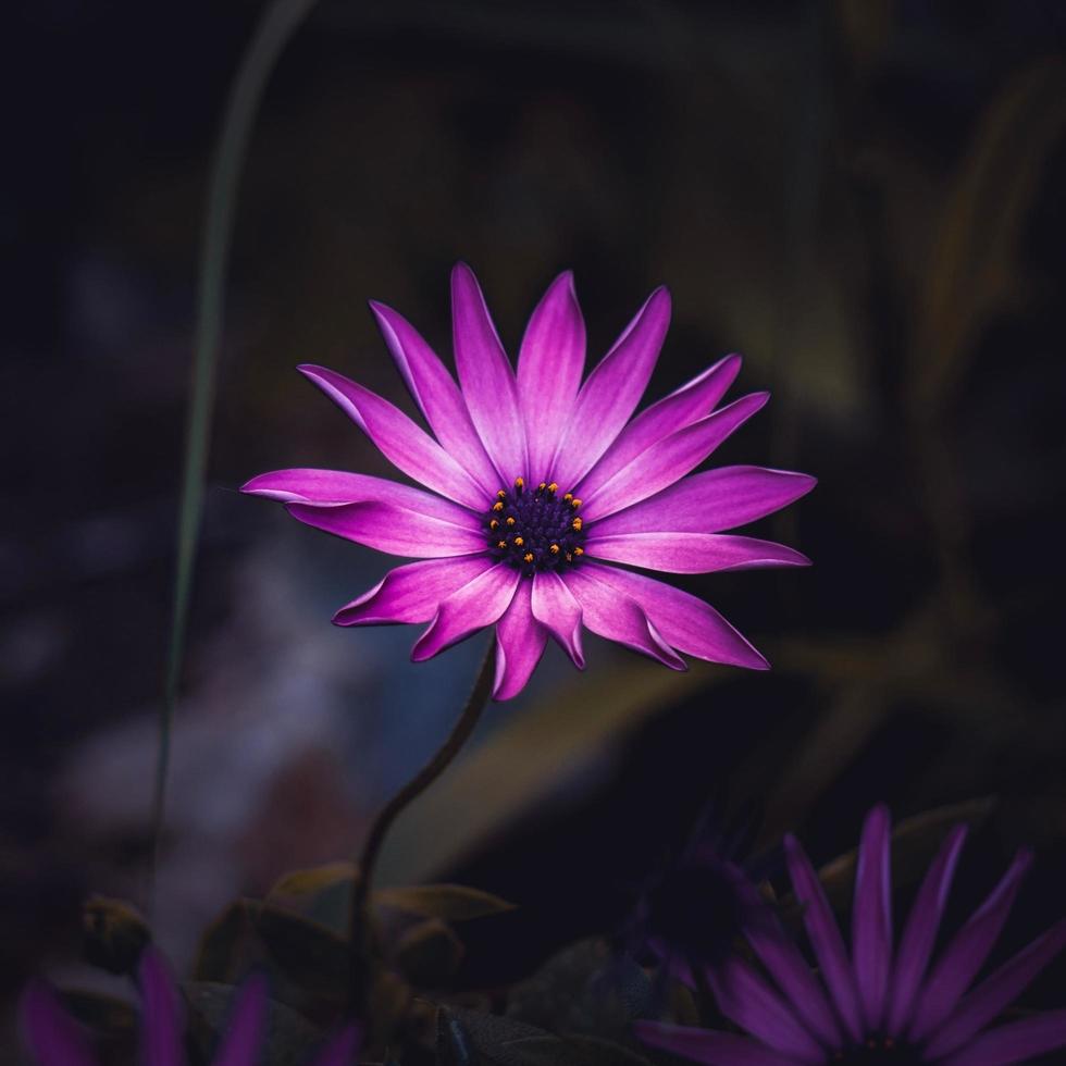 bellissimo fiore rosa pianta in giardino in primavera foto