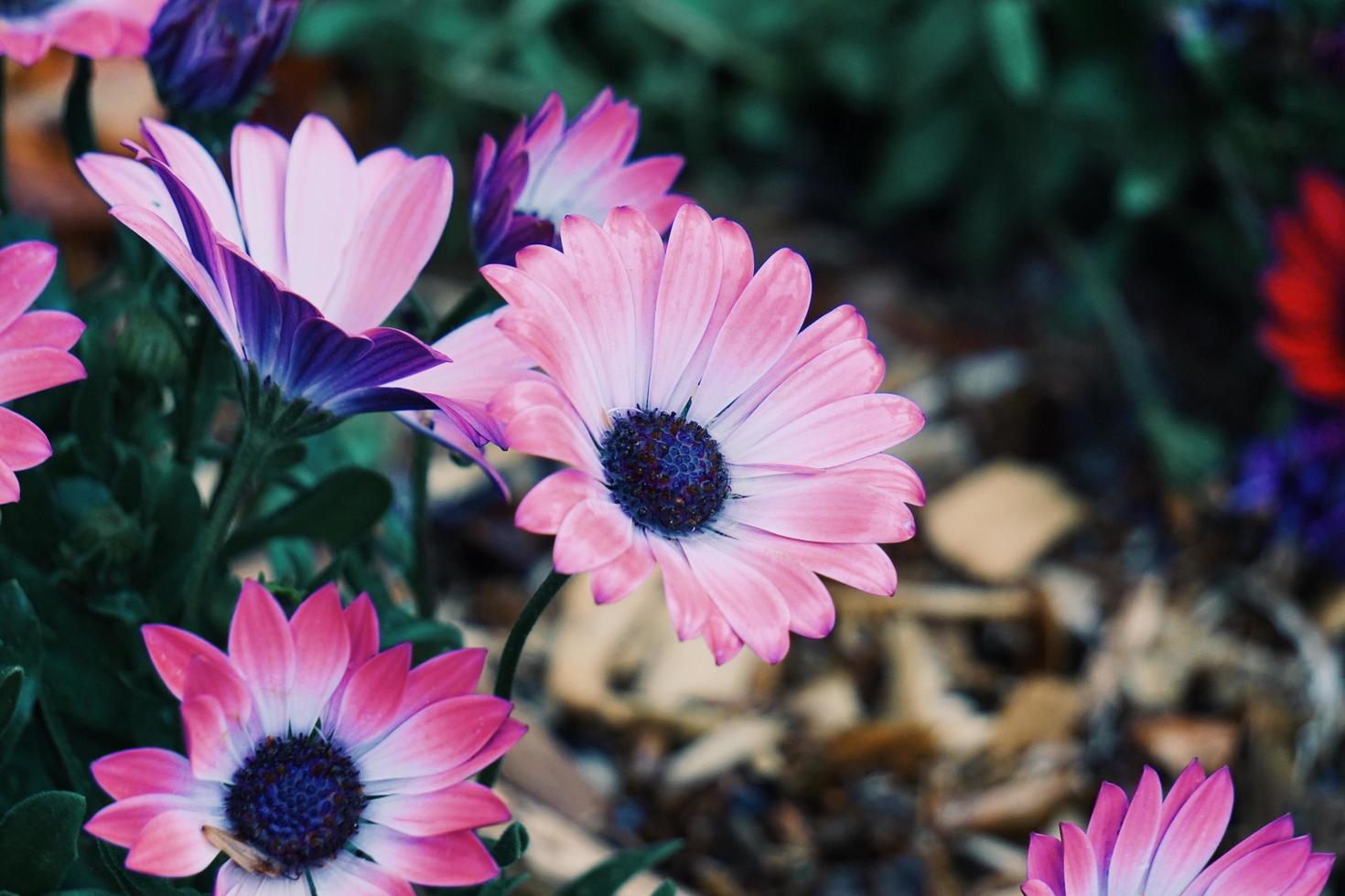 bellissimo fiore rosa pianta in giardino in primavera foto