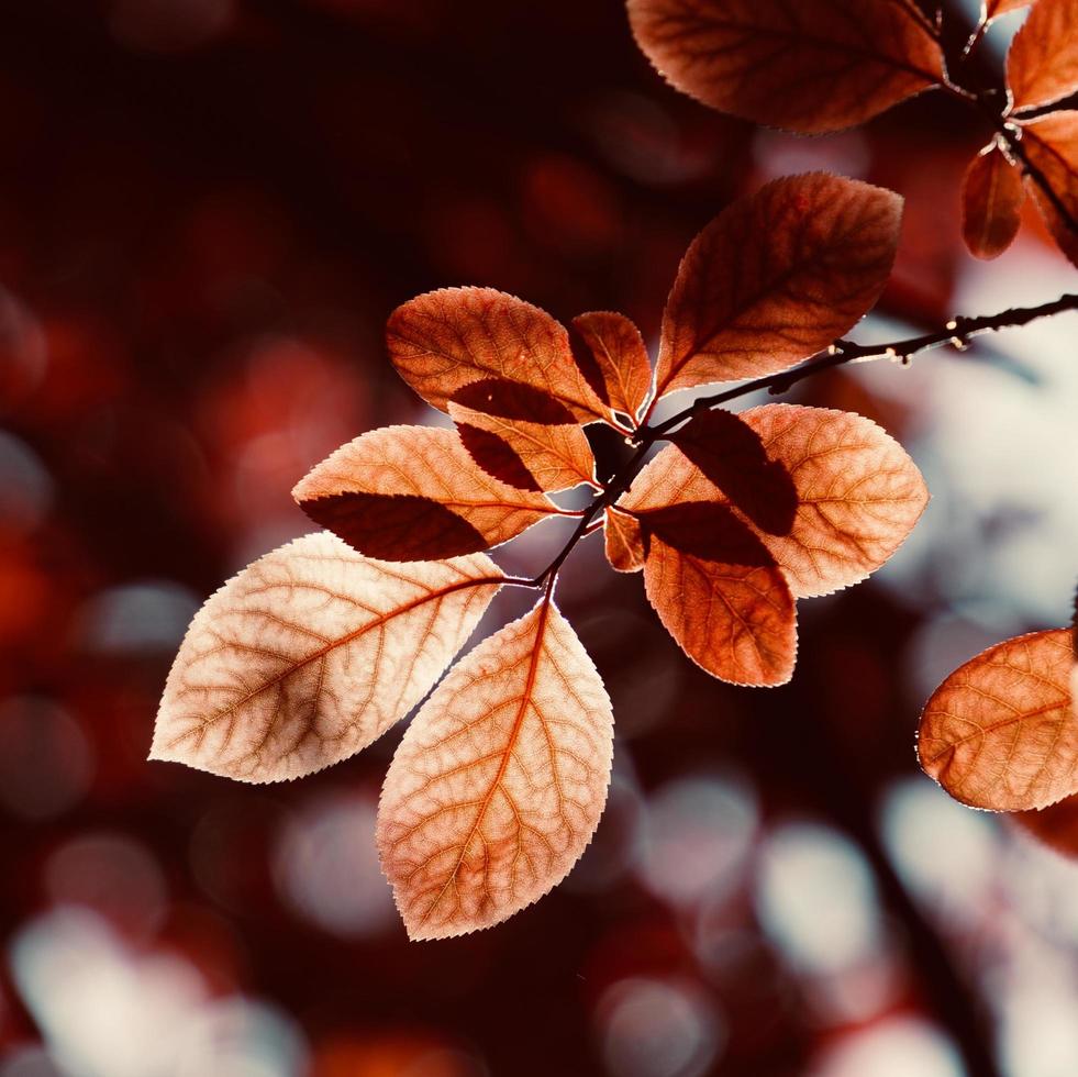 foglie di albero rosso nella stagione autunnale, colori autunnali foto