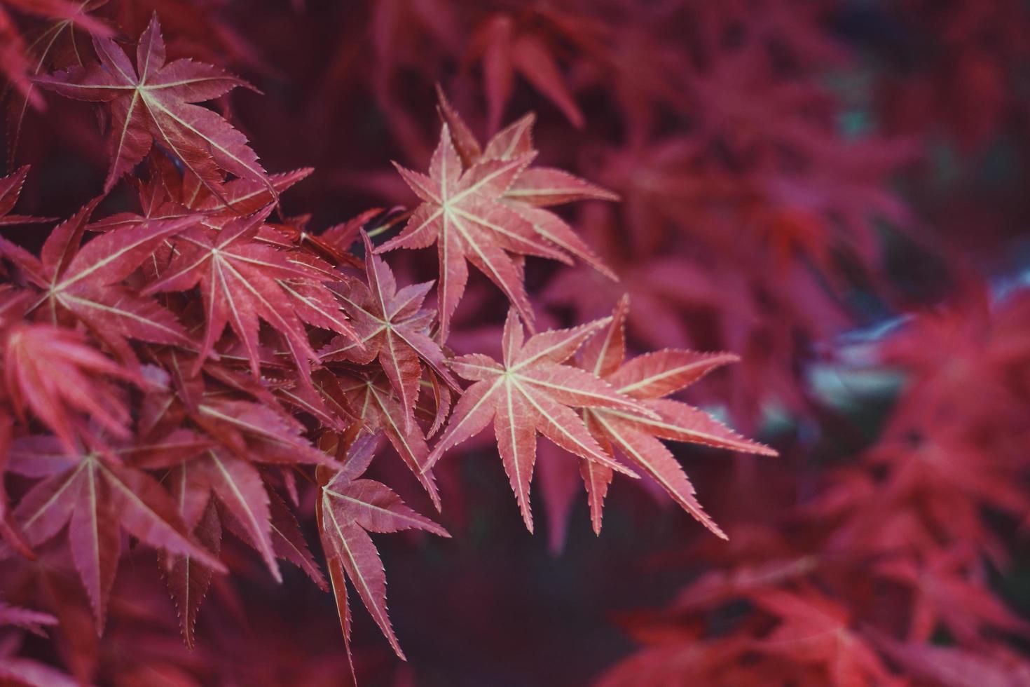 foglie di albero rosso nella stagione autunnale, colori autunnali foto