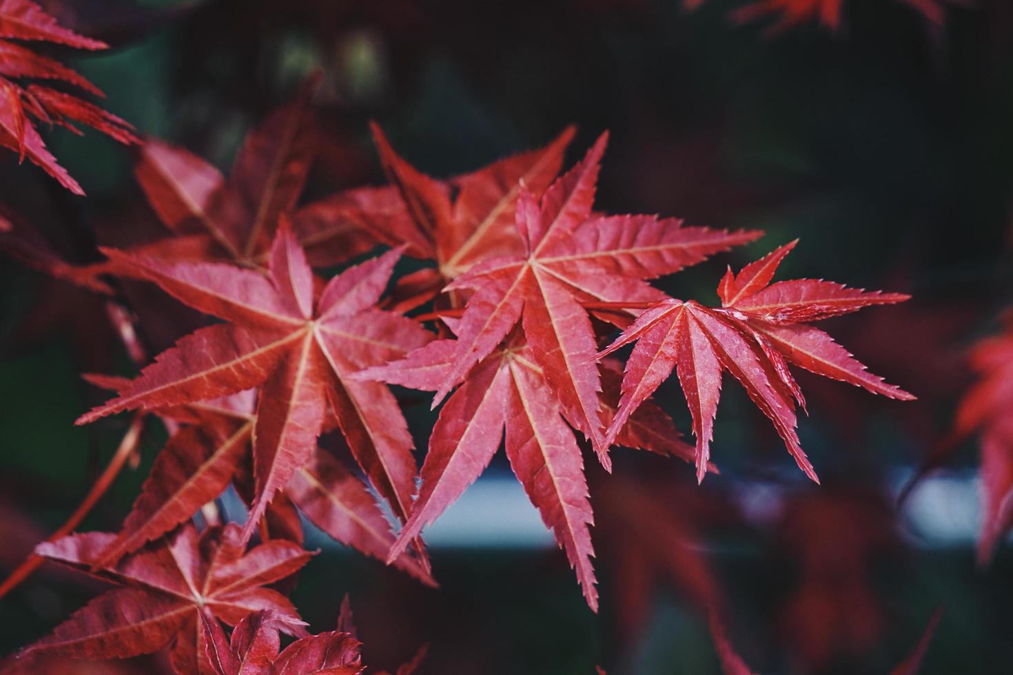 foglie di albero rosso nella stagione autunnale, colori autunnali foto