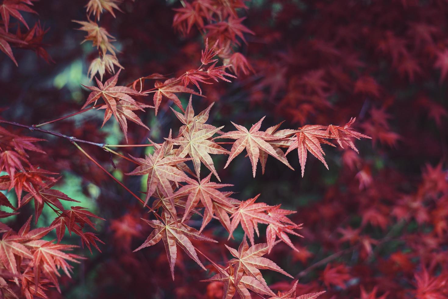 foglie di albero rosso nella stagione autunnale, colori autunnali foto