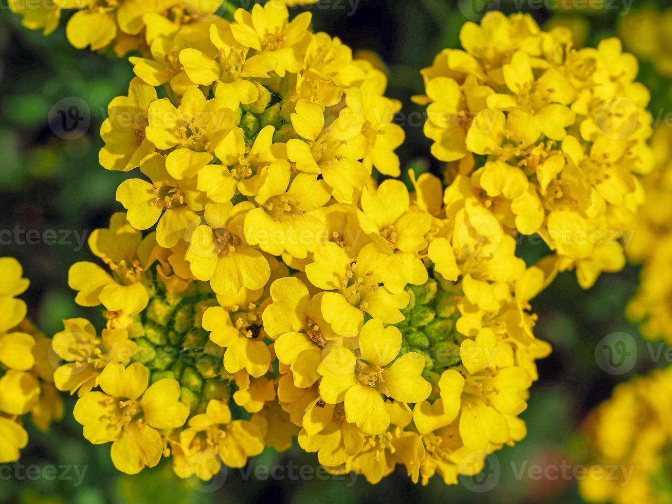 fiori gialli dall'alto foto