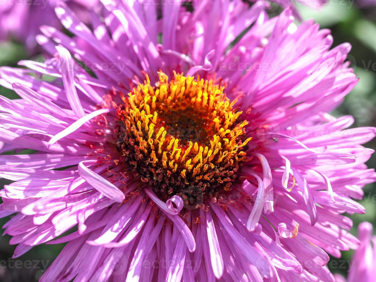 primo piano dell'aster viola foto