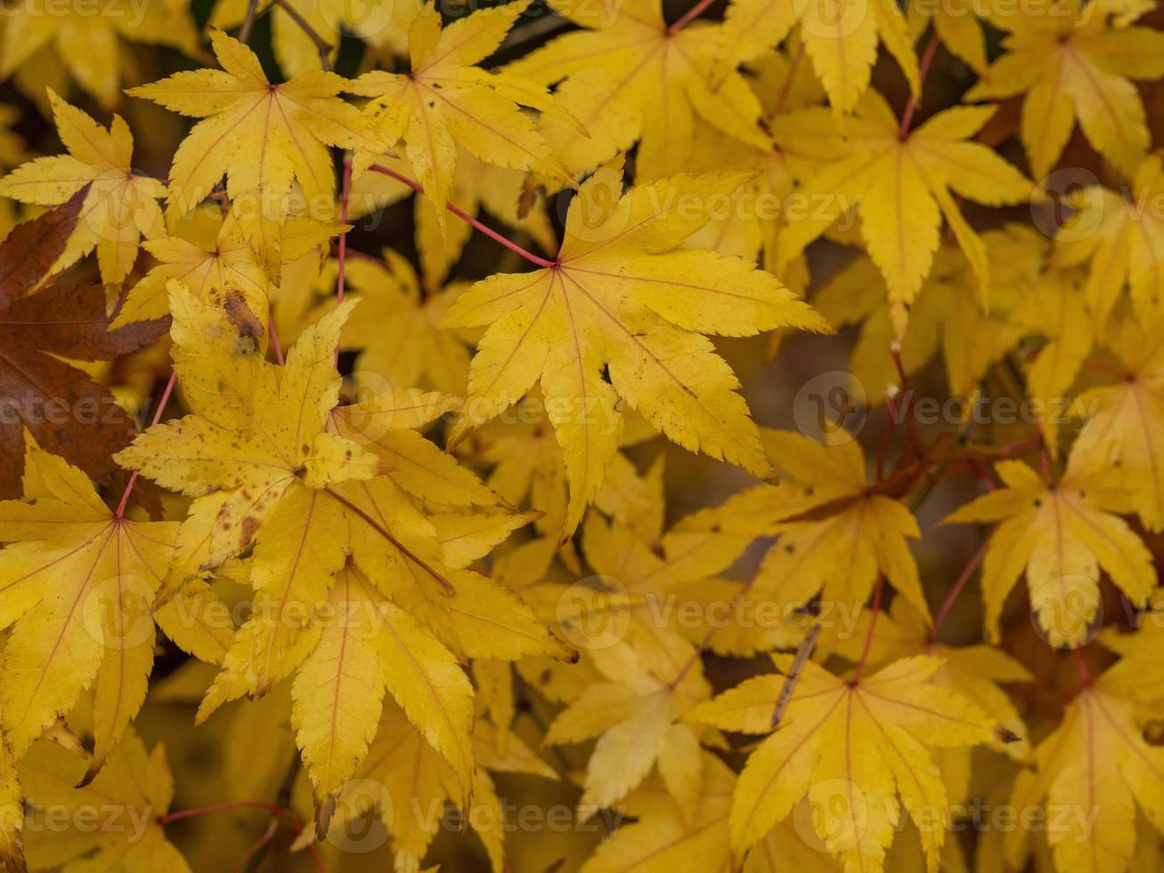 foglie di acer giallo foto