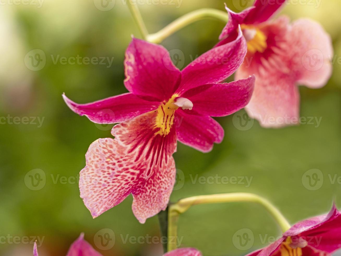 fiori di orchidea rosa foto