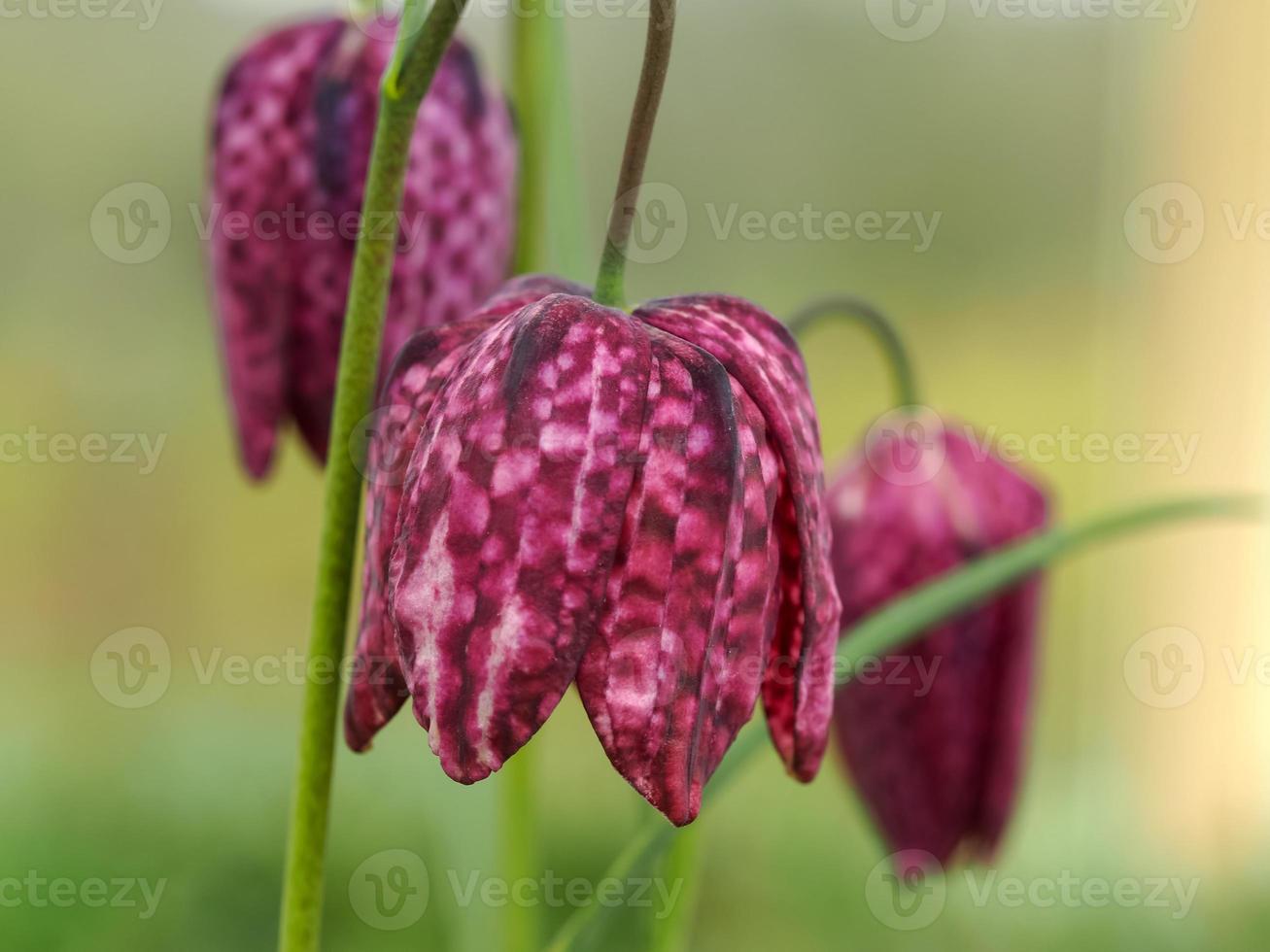 testa di serpenti fritillary fiori in un giardino foto